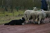 BORDER COLLIE - MOUTONS 054